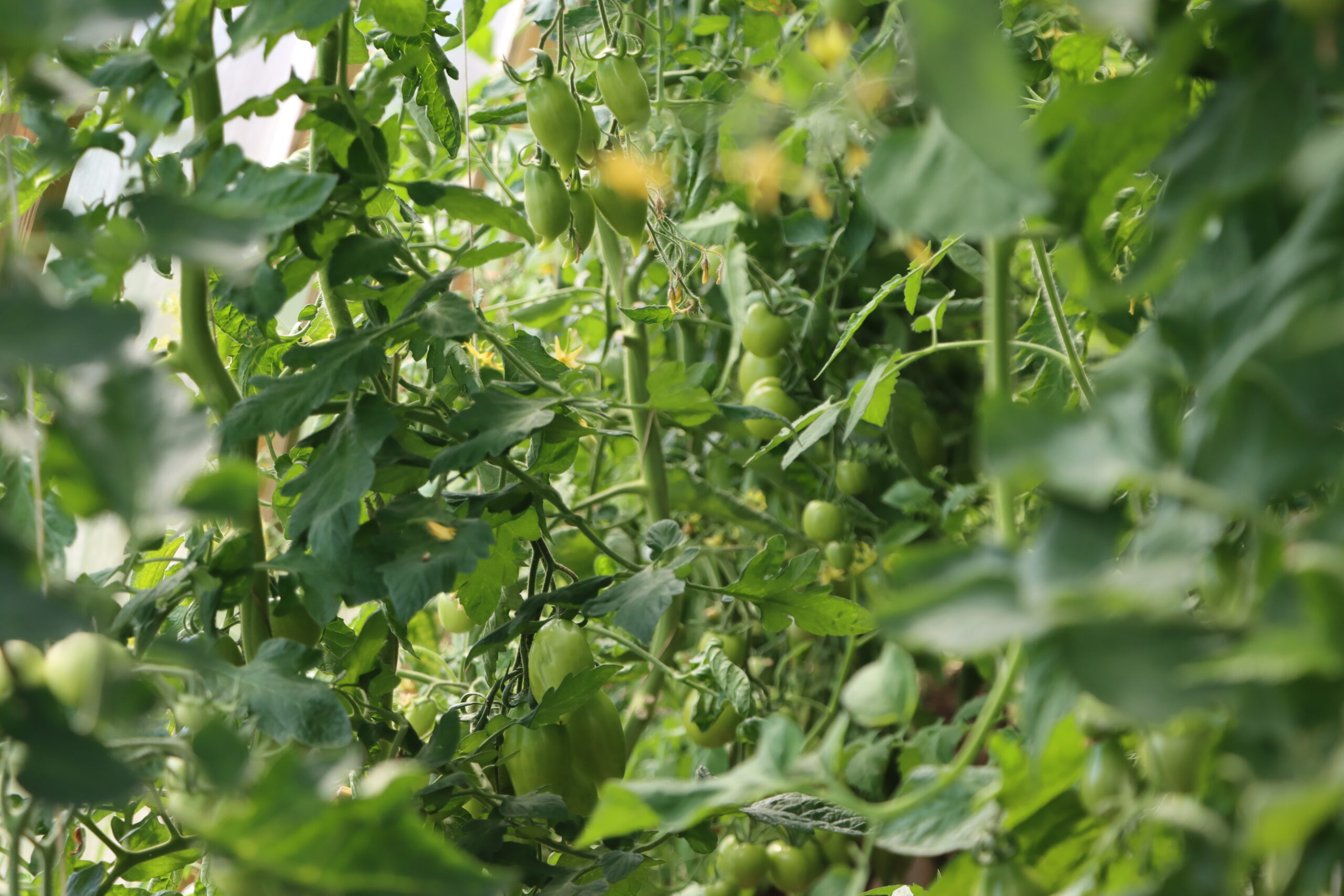 S&aring; fort tomatene modnes, s&aring; blir det nok av dem p&aring; g&aring;rden.