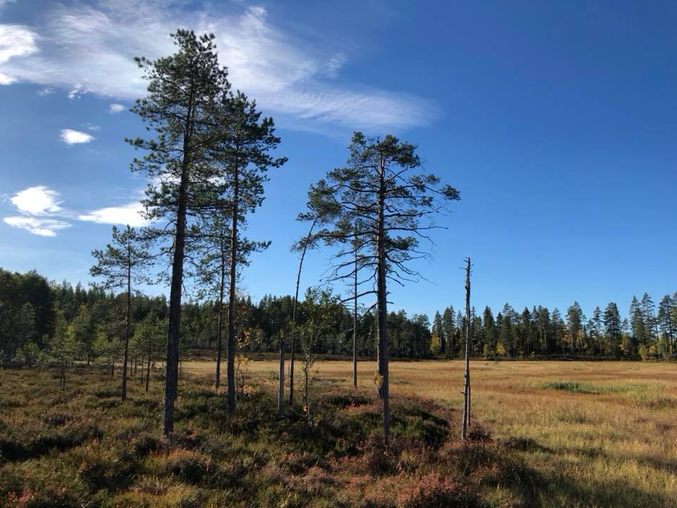 Varaldskogen, som her ved en av de store myrene langs Østre Varaldskogveg, er ett av 30 skogsfugl-områder der det skal forskes på hva et bærekraftig jakt-uttak av skogsfugl kan være.