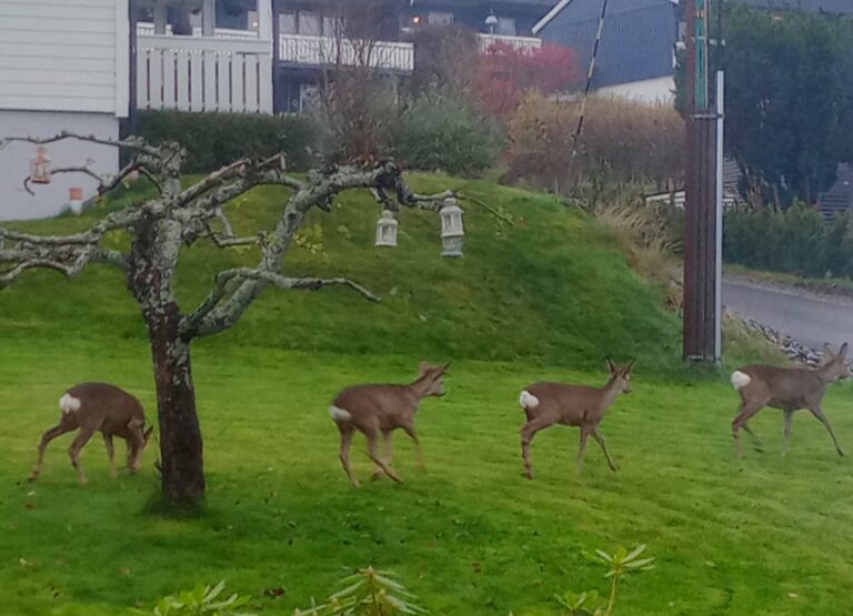På en ellers så grå høstdag, synes Sørpebøl det var et koselig syn å få se den lille rådyrfamilien på vandring etter mat i hagen hjemme i Lia.