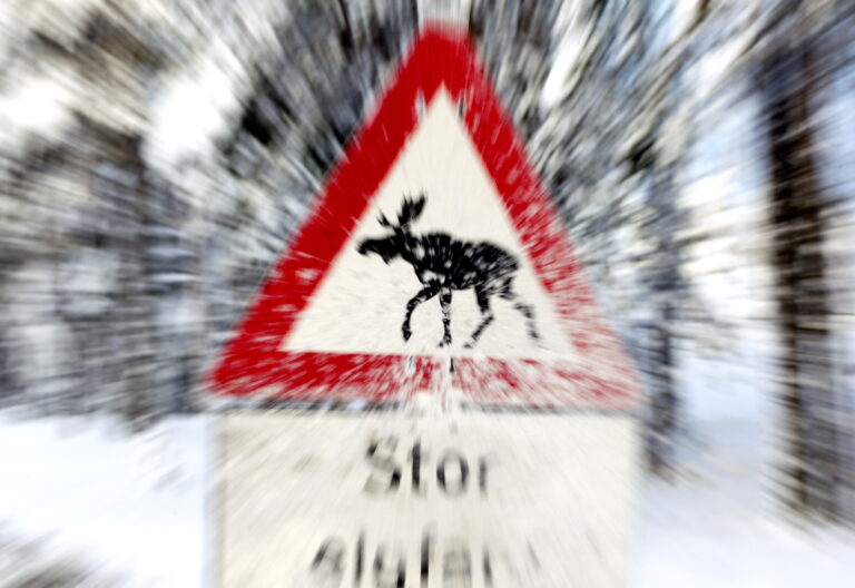 Statens vegvesen vil sette opp midlertidige fareskilt på grunn av mye elg langs Rv.2 mellom Roverud og Kongsvinger..