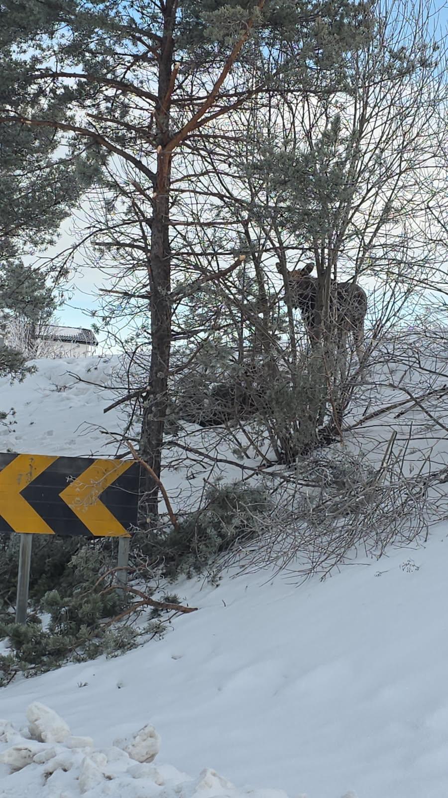 Elg observert langs fylkesveg 1988 ved Matrand i vinter.