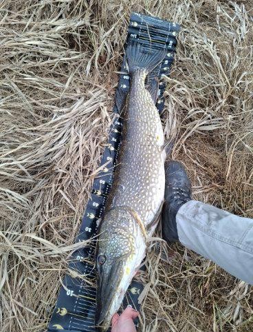 Gjedda veide 14.35 kg og var 128 centimeter lang.