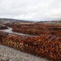 Prisene på både sagtømmer og massevirke har gått ned i første kvartal 2026, viser tall fra Landbruksdirektoratet.