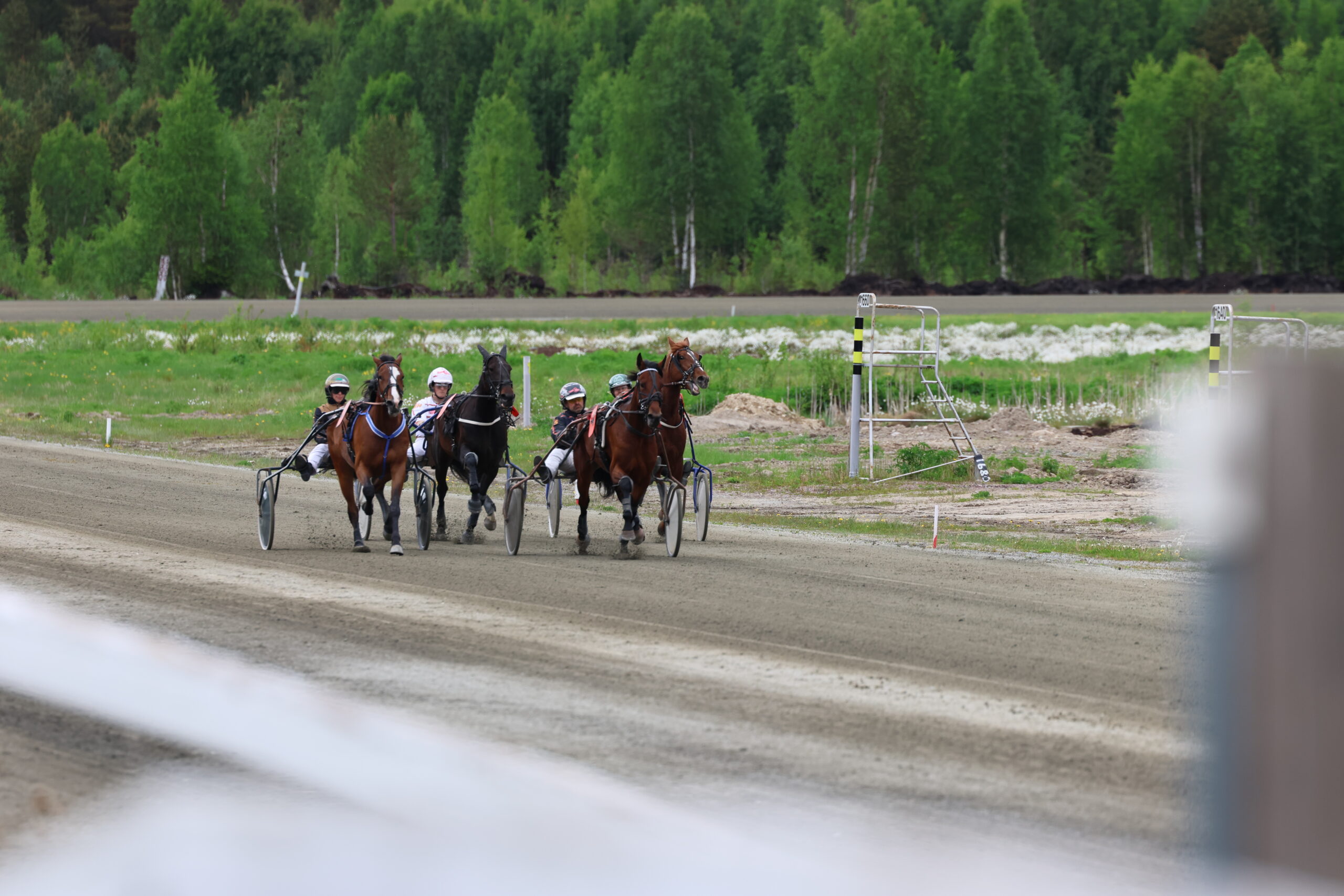 Fem hester stilte til start i 4.løp som var et pokalløp for 3-årige varmblodshester.