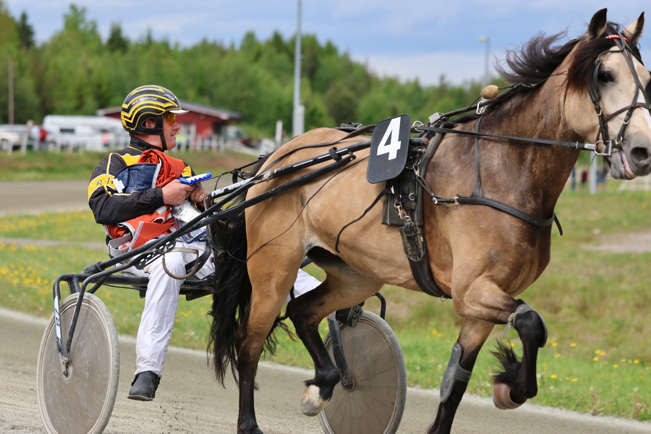 Bård Humborstad og Saga Nordlys vant 6.løp Ragnar Luhres minneløp for kaldblods.