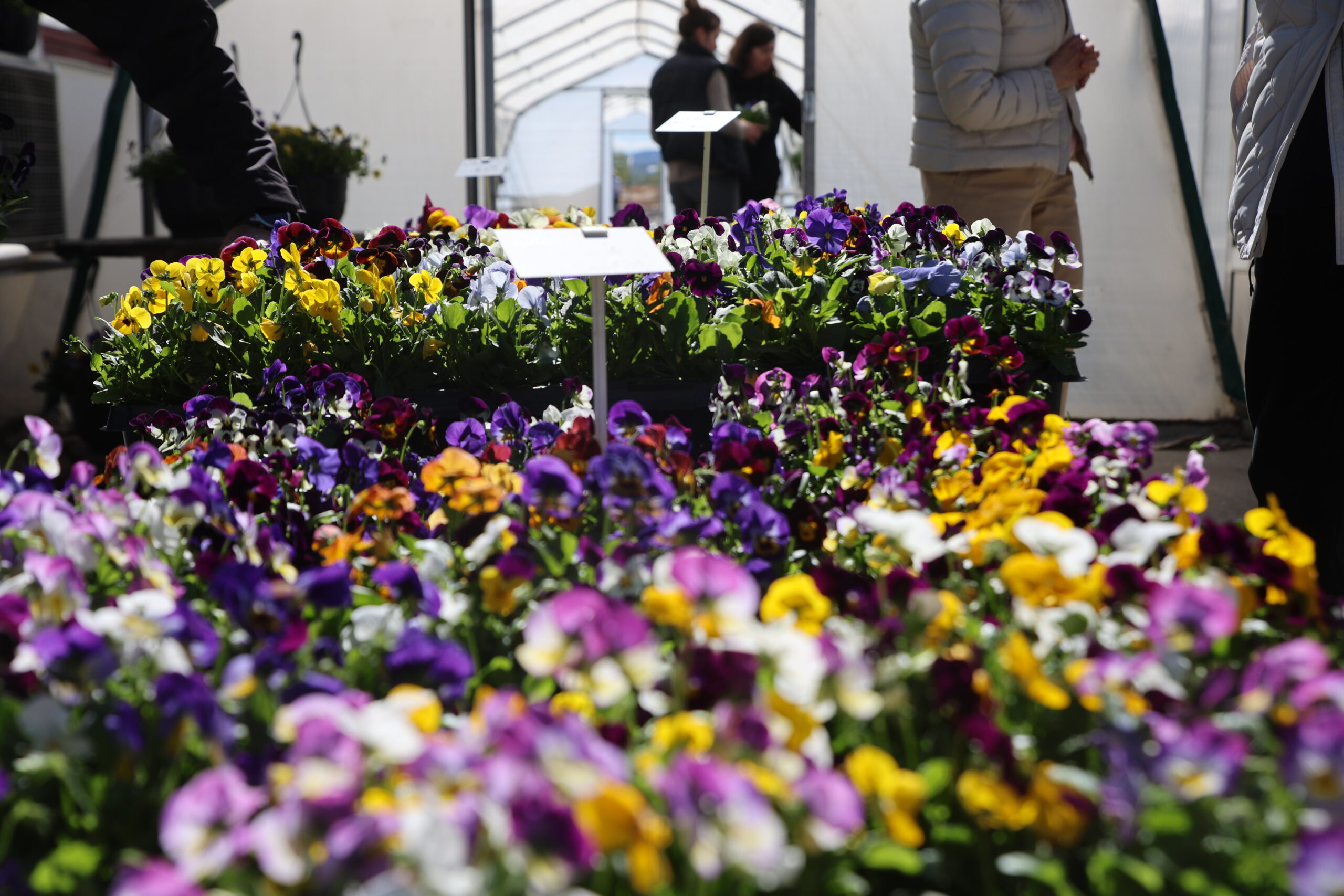 De første blomstene er også på plass hos Skarstad.